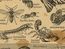 Load image into Gallery viewer, Vintage Insect Illustration Poster – French Language, Retro Entomology Print, Bug Wall Art, Natural History Science Chart, Nature Decor
