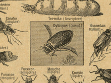 Load image into Gallery viewer, Vintage Insect Illustration T-Shirt | Retro Entomology Bug Graphic Tee
