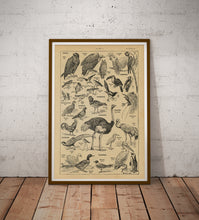 Load image into Gallery viewer, Vintage French Birds Poster – Antique Ornithology Illustration Print, Natural History Bird Art, Birdwatcher Gift
