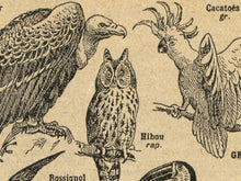 Load image into Gallery viewer, Vintage French Birds Poster – Antique Ornithology Illustration Print, Natural History Bird Art, Birdwatcher Gift
