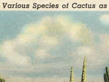 Load image into Gallery viewer, Cactus Species of the Desert POSTER! - up to 24x36 - Vintage Postcard - Antique - Southwest - Plants - Joshua Tree - Saguaro
