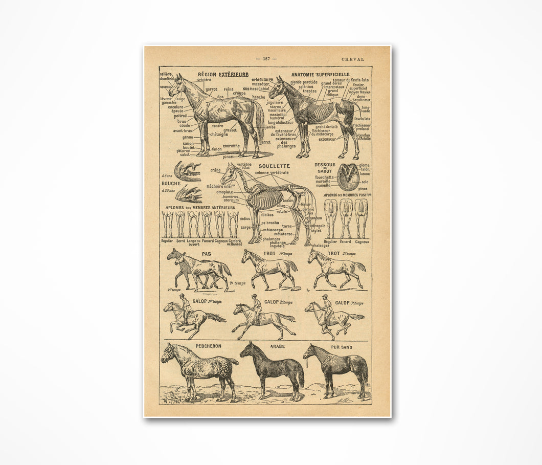 Vintage French Horse Cheval Poster - Up to 24x36 - Antique Dictionary Art Print