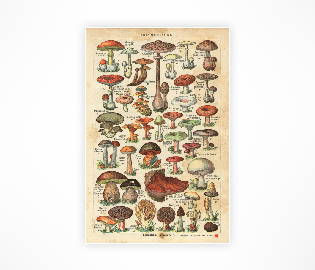 Vintage French Mushroom PRINTS - 1931 Art Champignon Truffle Rustic