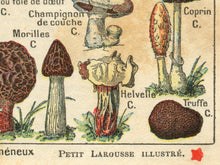 Load image into Gallery viewer, Vintage French Mushroom PRINTS - 1931 Art Champignon Truffle Rustic
