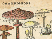 Load image into Gallery viewer, Vintage French Mushroom PRINTS - 1931 Art Champignon Truffle Rustic
