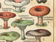 Load image into Gallery viewer, Vintage French Mushroom PRINTS - 1931 Art Champignon Truffle Rustic
