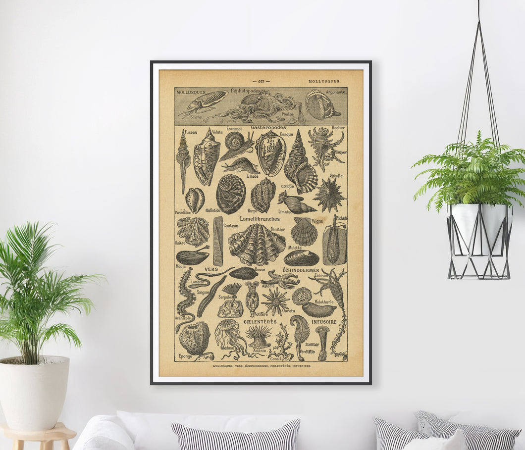 Vintage Sea Creatures Poster – 1930's Dictionary Illustration Art Print – Mollusks, Seashells, Octopi, Snails