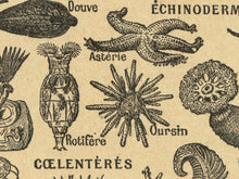 Load image into Gallery viewer, Vintage Sea Creatures Poster – 1930&#39;s Dictionary Illustration Art Print – Mollusks, Seashells, Octopi, Snails
