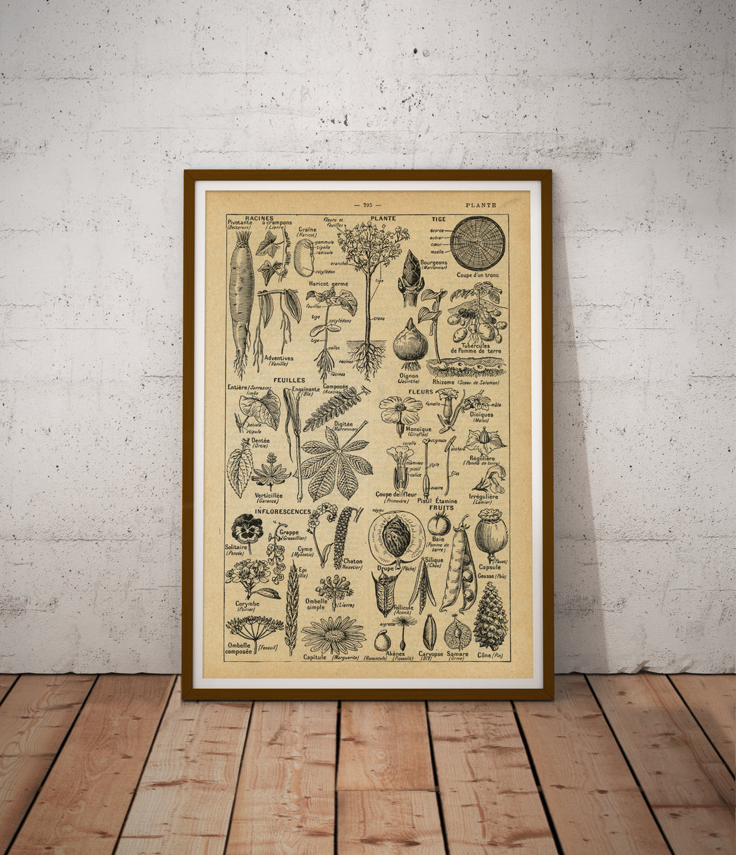 Vintage Plants Diagram Poster - French Language Dictionary Art Print