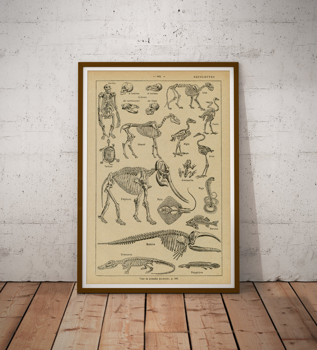 Vintage Skeleton Anatomy Poster – Antique Zoology Wall Art Print, Scientific Illustration of Animal Bones & Human Anatomy