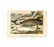 Load image into Gallery viewer, Vintage Whale Illustration Poster – Narwhal, Beluga &amp; Rorqual Ocean Art Print – Antique Marine Biology Wall Decor – Natural History
