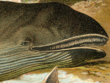 Load image into Gallery viewer, Vintage Whale Illustration Poster – Narwhal, Beluga &amp; Rorqual Ocean Art Print – Antique Marine Biology Wall Decor – Natural History
