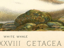 Load image into Gallery viewer, Vintage Whale Illustration Poster – Narwhal, Beluga &amp; Rorqual Ocean Art Print – Antique Marine Biology Wall Decor – Natural History
