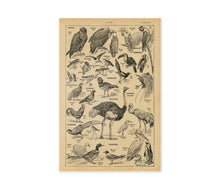 Load image into Gallery viewer, Vintage French Birds Poster – Antique Ornithology Illustration Print, Natural History Bird Art, Birdwatcher Gift
