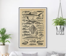 Load image into Gallery viewer, French Fish Art POSTER! (up to 24&quot; x 36&quot;) - Vintage French Dictionary Art Print - Poisson
