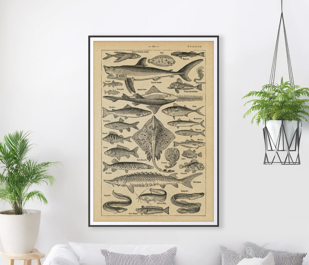 French Fish Art POSTER! (up to 24