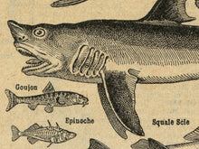 Load image into Gallery viewer, Vintage Fish T-Shirt - 1926 French Dictionary Print - Poisson - Shark - Stingray - Ocean
