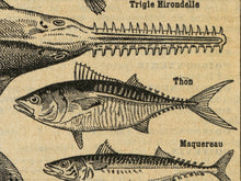 Load image into Gallery viewer, Vintage Fish T-Shirt - 1926 French Dictionary Print - Poisson - Shark - Stingray - Ocean
