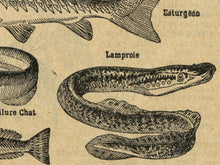 Load image into Gallery viewer, Vintage Fish T-Shirt - 1926 French Dictionary Print - Poisson - Shark - Stingray - Ocean
