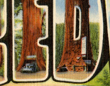 Load image into Gallery viewer, Redwoods of California Vintage Postcard POSTER! (up to 24&quot; x 36&quot;) - Antique - Travel
