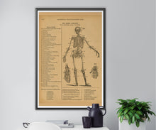 Load image into Gallery viewer, 1906 Human Skeleton POSTER! (up to 24&quot; x 36&quot;) - Webster Dictionary - Vintage - Antique - Bones - Anatomy - Classroom - Chart - Illustration
