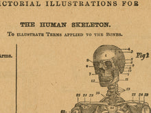 Load image into Gallery viewer, 1906 Human Skeleton POSTER! (up to 24&quot; x 36&quot;) - Webster Dictionary - Vintage - Antique - Bones - Anatomy - Classroom - Chart - Illustration
