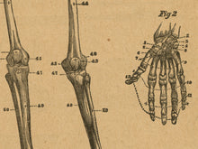 Load image into Gallery viewer, 1906 Human Skeleton POSTER! (up to 24&quot; x 36&quot;) - Webster Dictionary - Vintage - Antique - Bones - Anatomy - Classroom - Chart - Illustration
