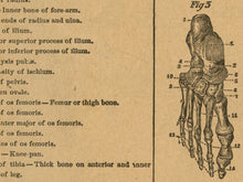 Load image into Gallery viewer, 1906 Human Skeleton POSTER! (up to 24&quot; x 36&quot;) - Webster Dictionary - Vintage - Antique - Bones - Anatomy - Classroom - Chart - Illustration
