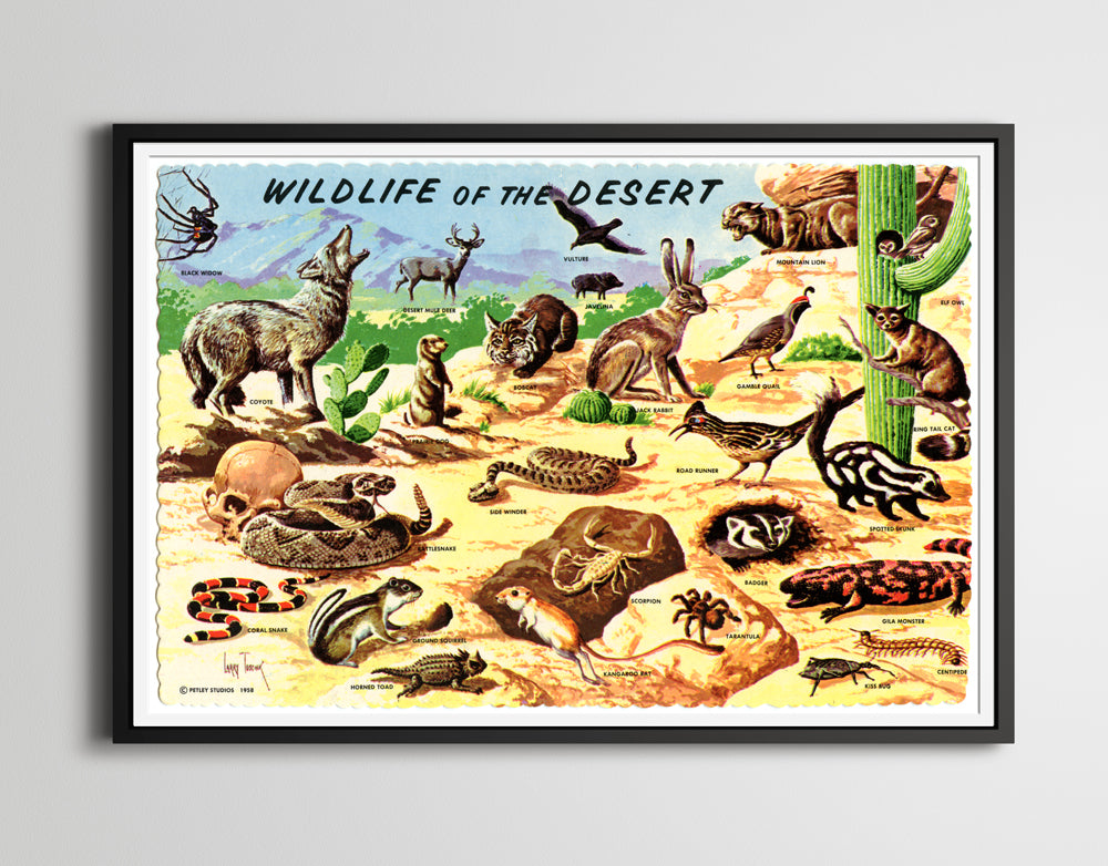 1958 Wildlife of the Desert POSTER! (24