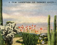 Load image into Gallery viewer, Vintage Desert Cacti POSTER! (up to full-size 24 x 36) - 1945 - Postcard - Cactus - Southwest - Antique - Joshua Tree - National Parks
