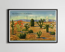 Load image into Gallery viewer, 1946 Cacti of the Old Southwest POSTER! - Cactus - Vintage Postcard - Joshua Tree - Mezcal - Cholla - Desert - Art
